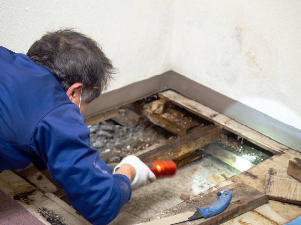Best Crawl Space Mold Remediation in Cave City, AR