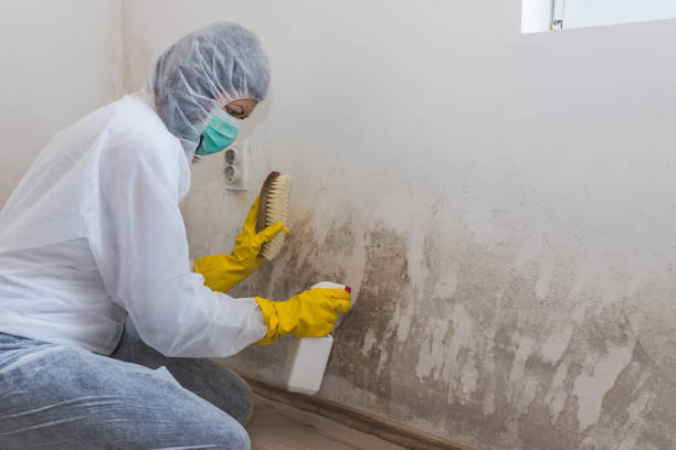 Best Industrial Mold Remediation in Cave City, AR