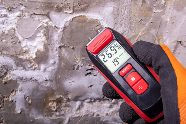 Best Black Mold Remediation in Cave City, AR