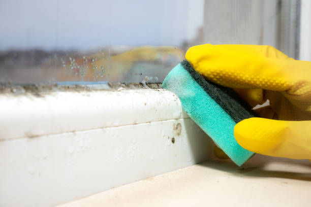 Best Emergency Mold Remediation in Cave City, AR