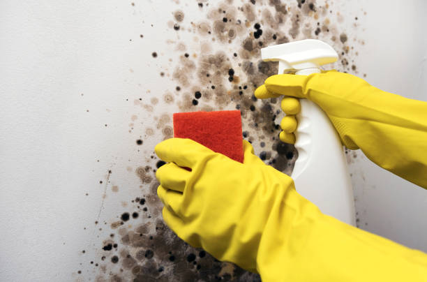 Best DIY Mold Remediation Support Services in Cave City, AR